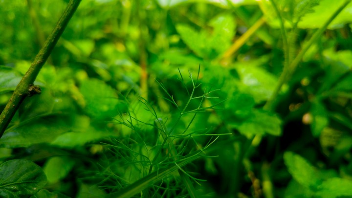 Grass