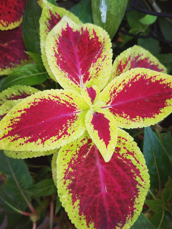 Bright Leaves
