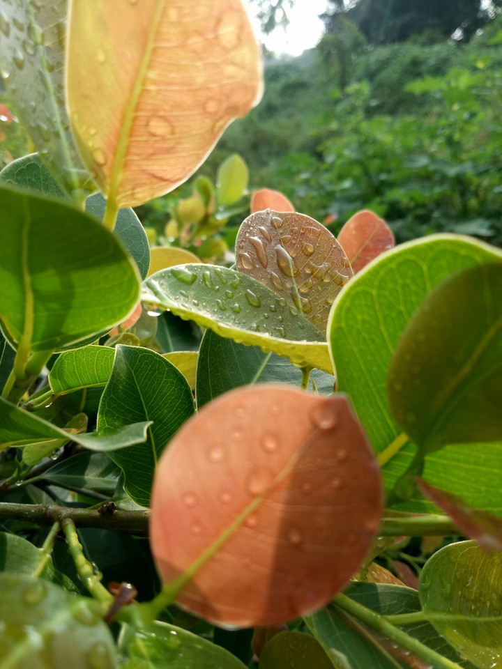 Tree of Pipal, Heart shaped leaf