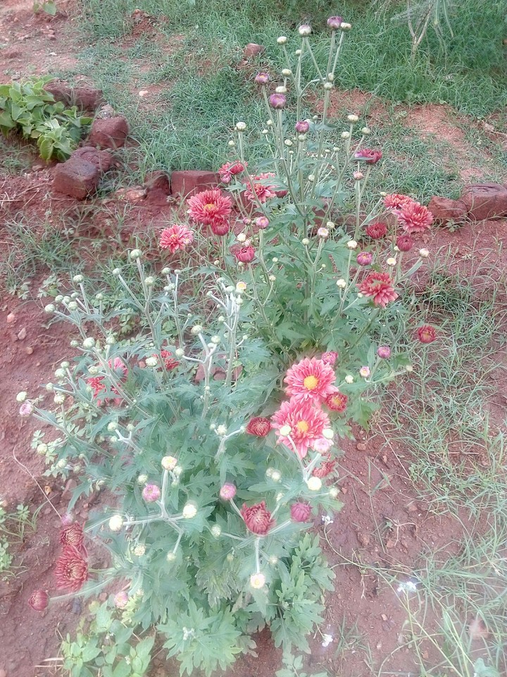Dalia / Sun flower