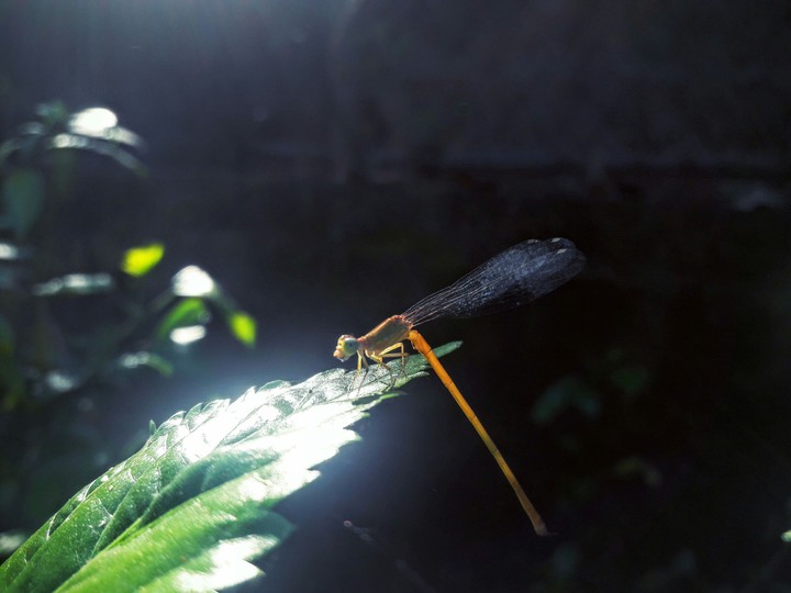 Insect