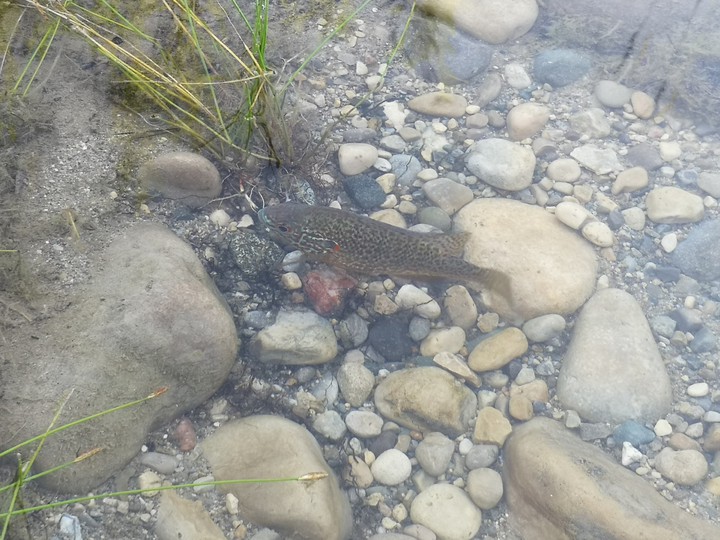 fish
