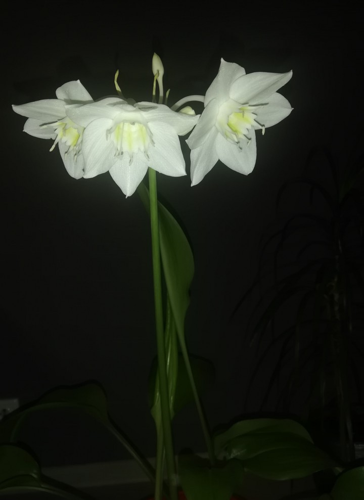 beautiful