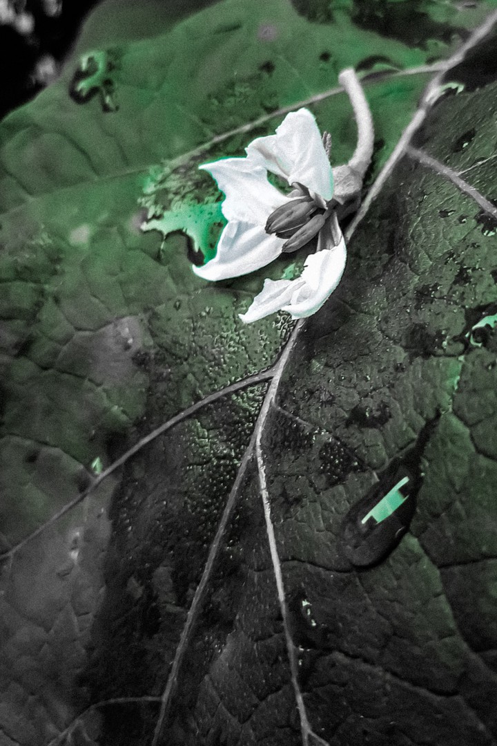 Flower
