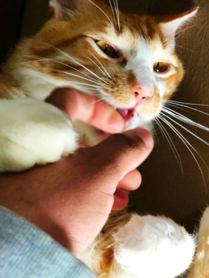 Love cat