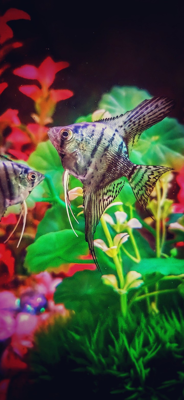 Angel Fish
