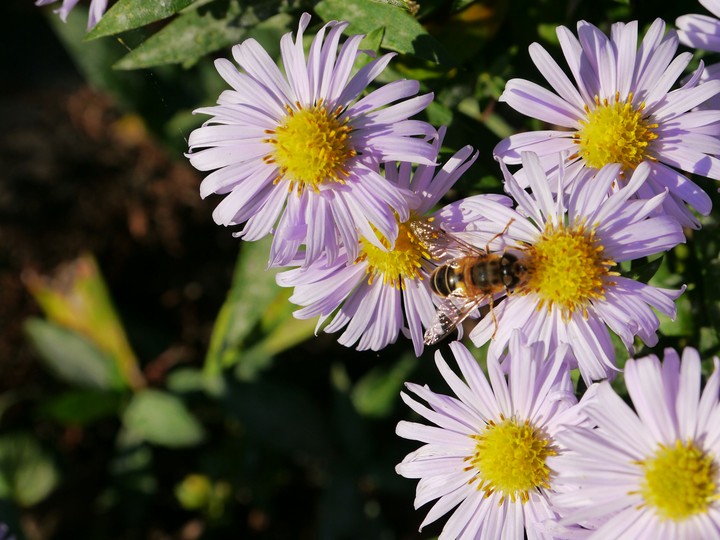 la fleur de la belle marguerite