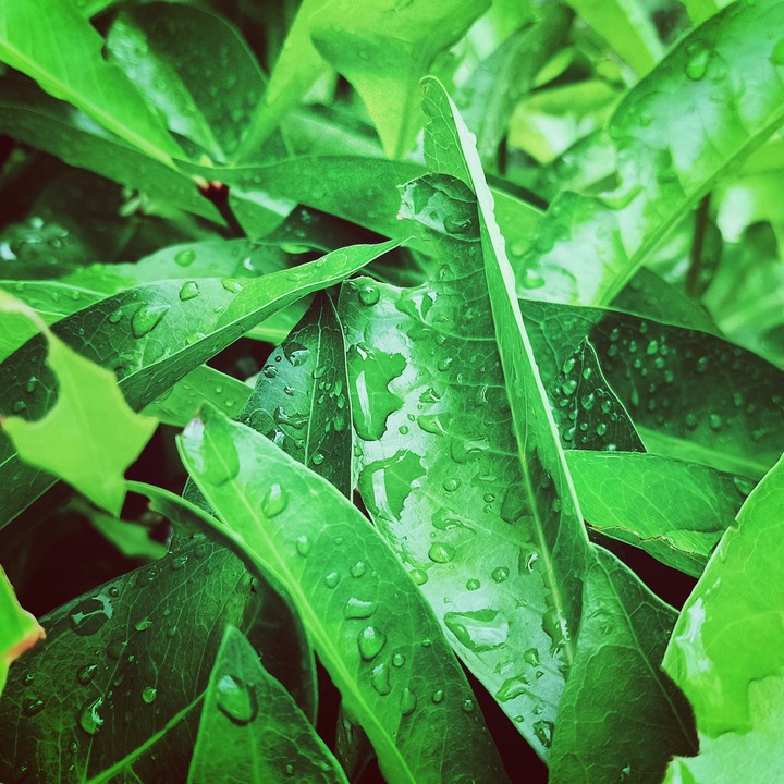 leaf
