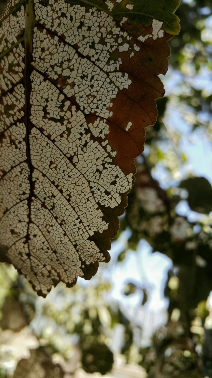 beauty leaf