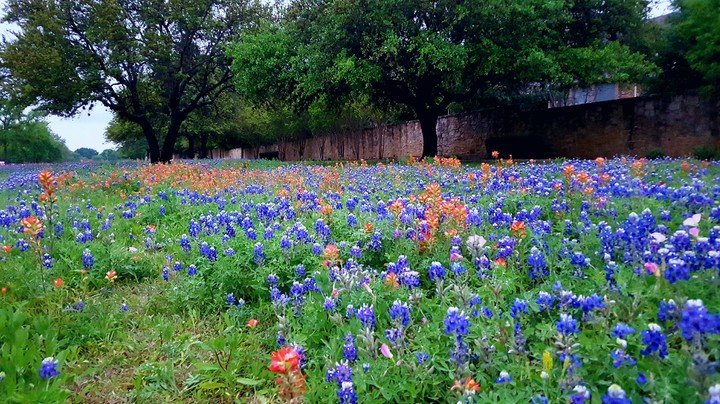 Texas spring wall of Bluebonnets & Indian Paintbrush