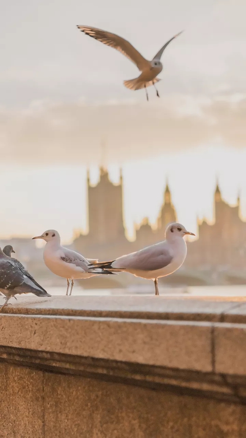 Seagulls
