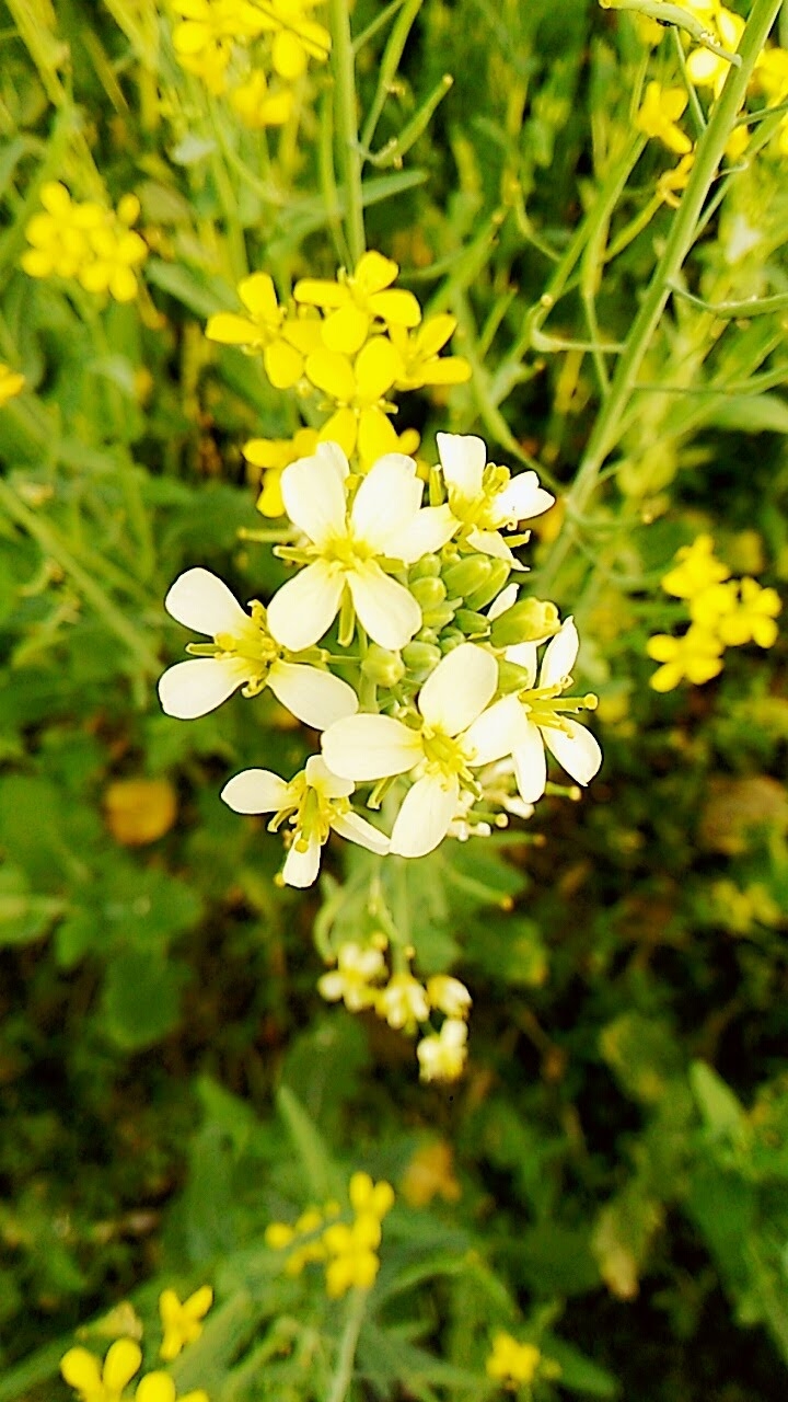 Mastard flower