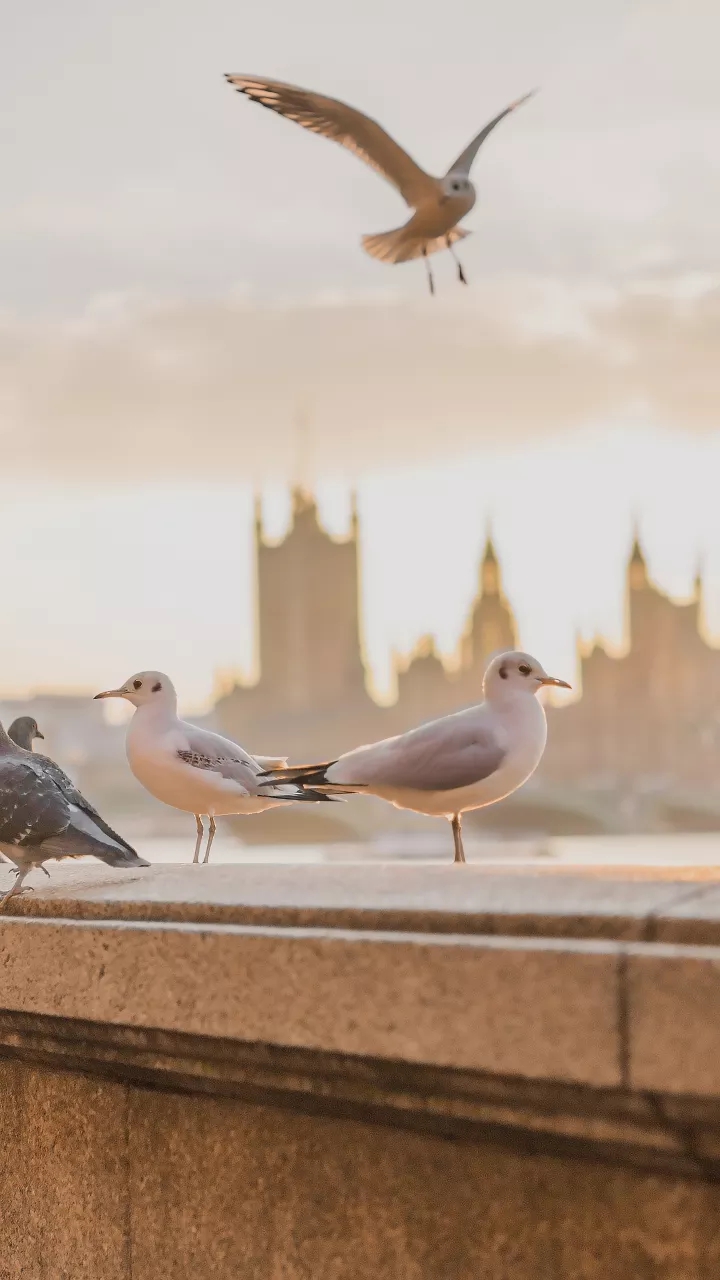 Seagulls