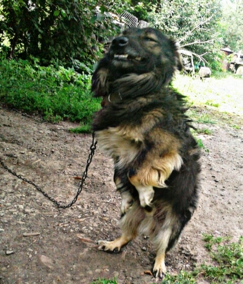 loves to jump