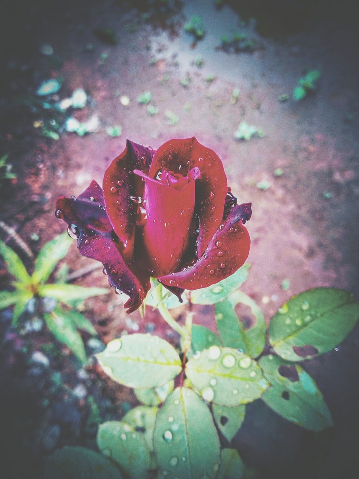 roseee...love .. nature