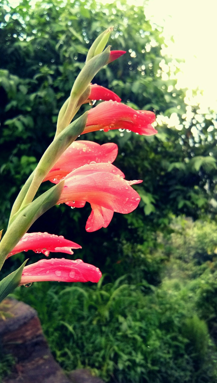 flower