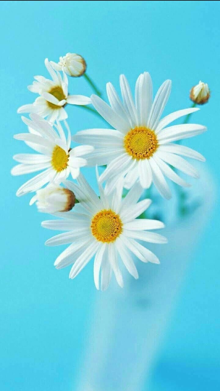 marguerite