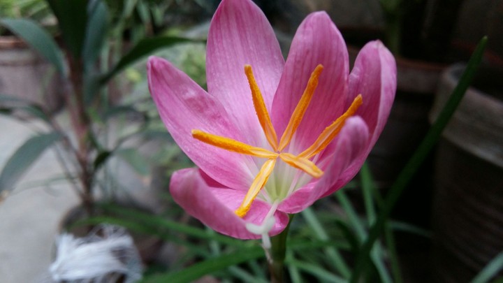 Blooming Narcissus