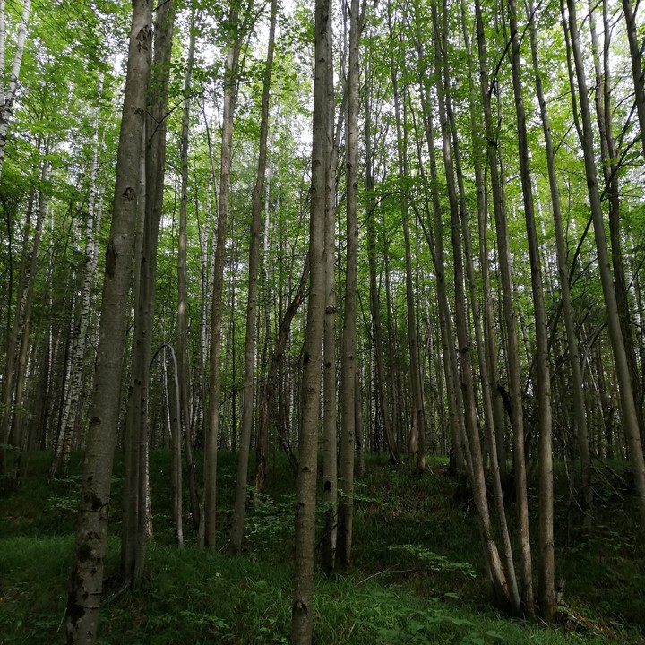 forest