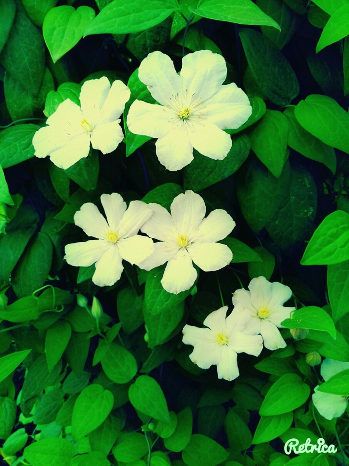 White beauty