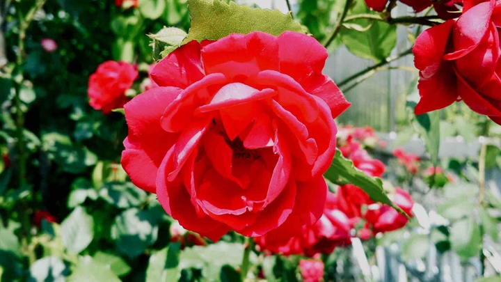 Red Rose