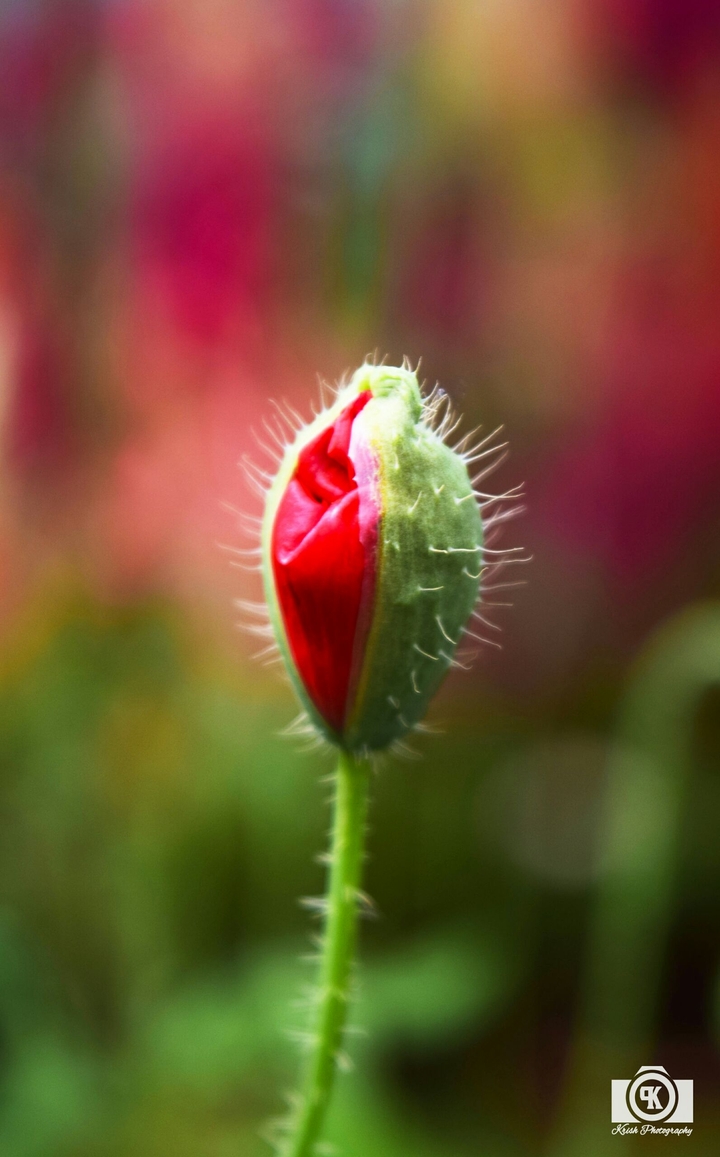 Red poppy flower bud yet to blossom