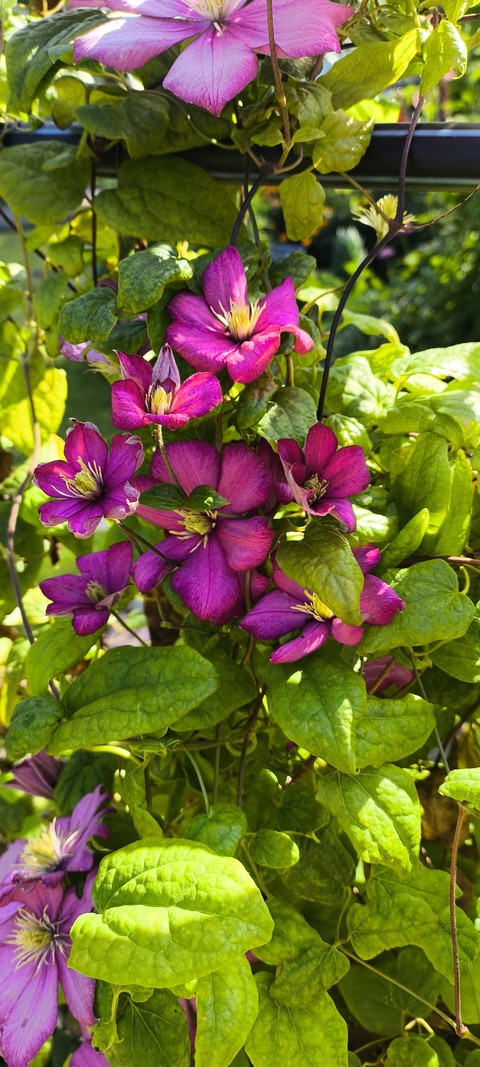 sfondi petal, flower
