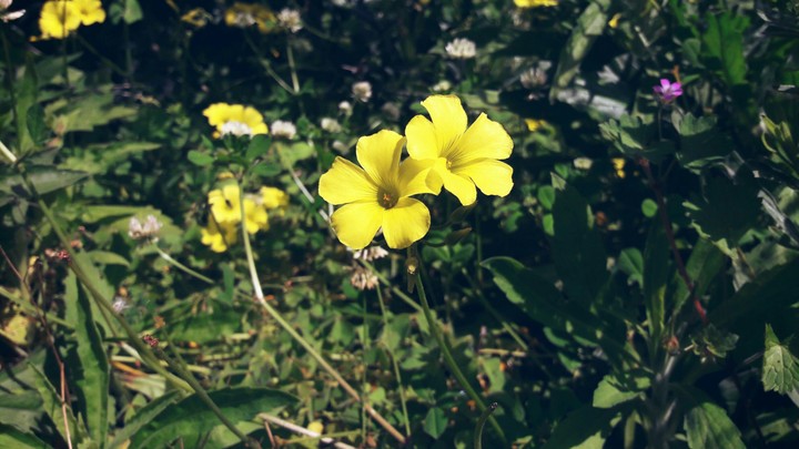 Flowers