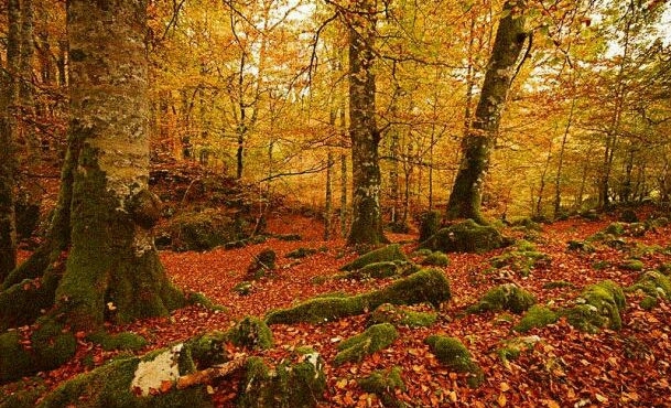 Autumn Forest