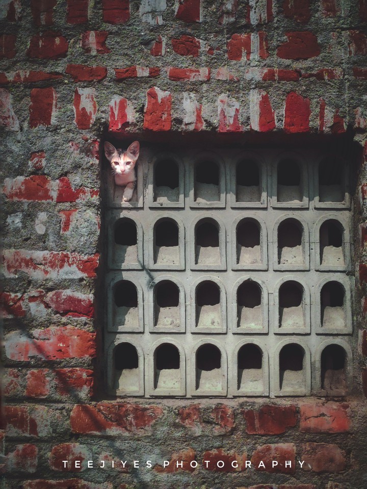 Cutie cat