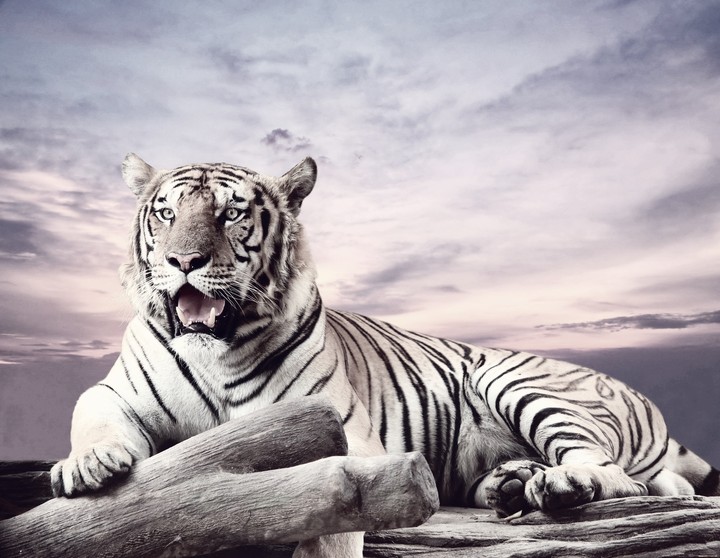 lion
