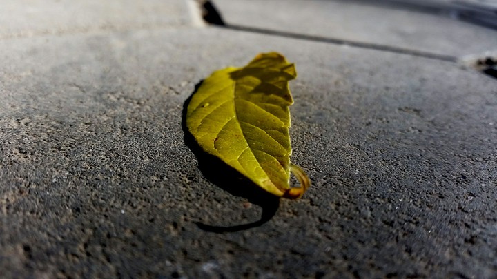 Last Standing Leaf