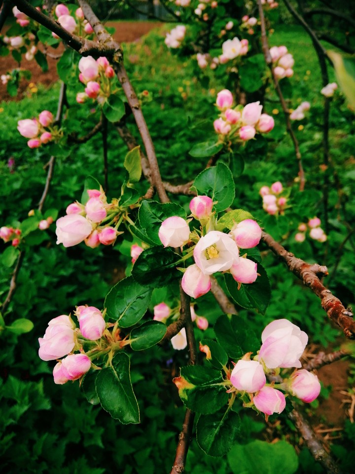 spring