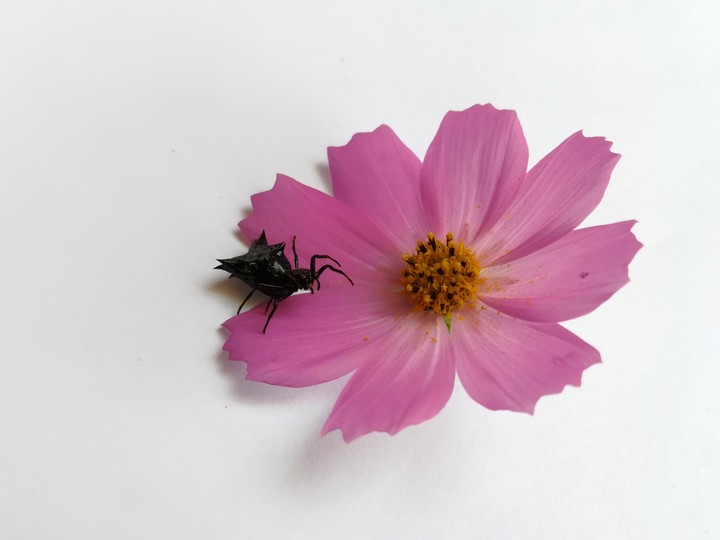 Araña y flores