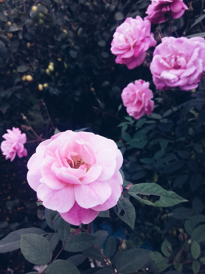white rose
