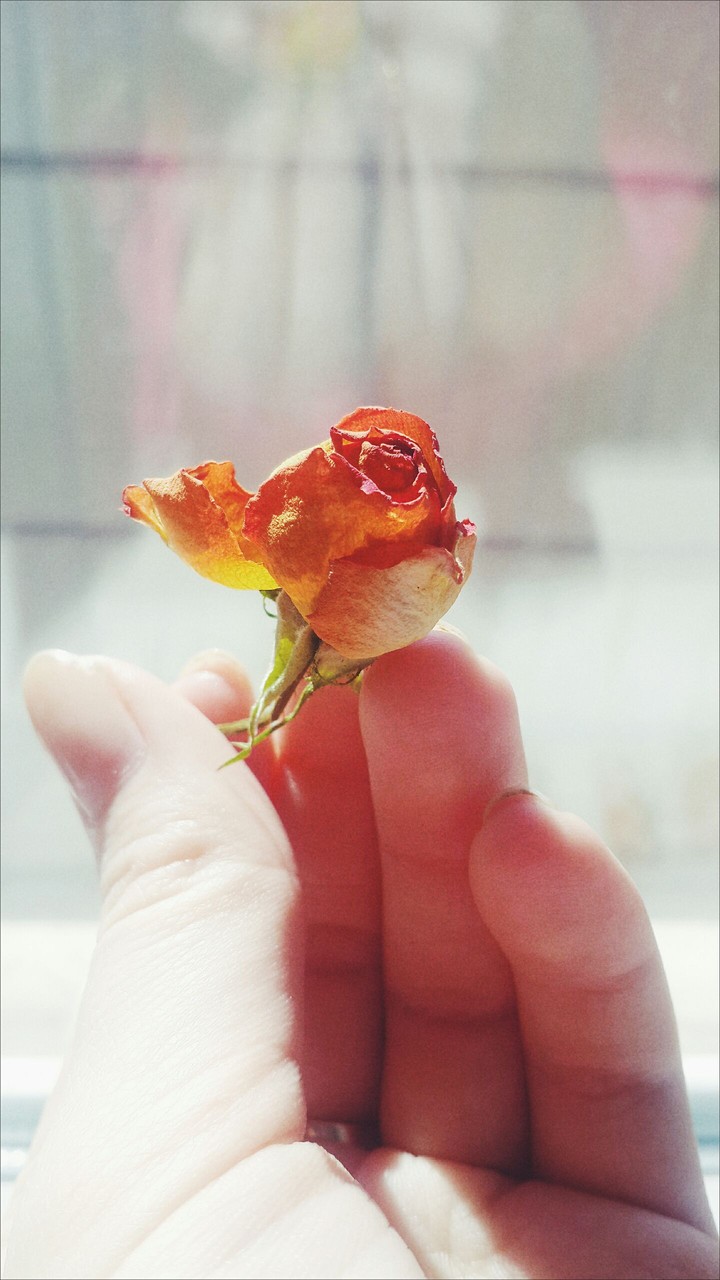 Beautiful rose