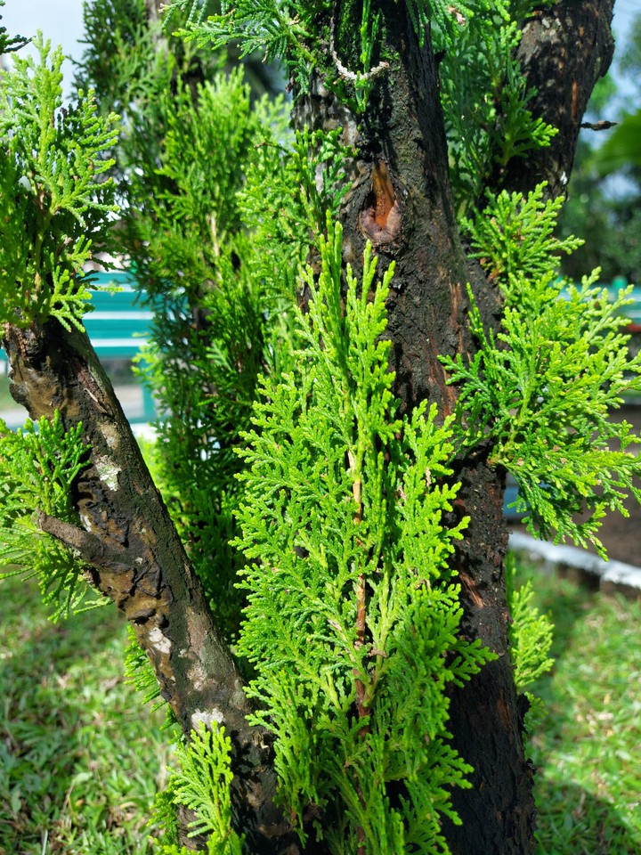 garden beautify tree