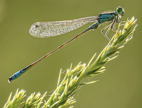 特写镜头, dragonfly壁纸