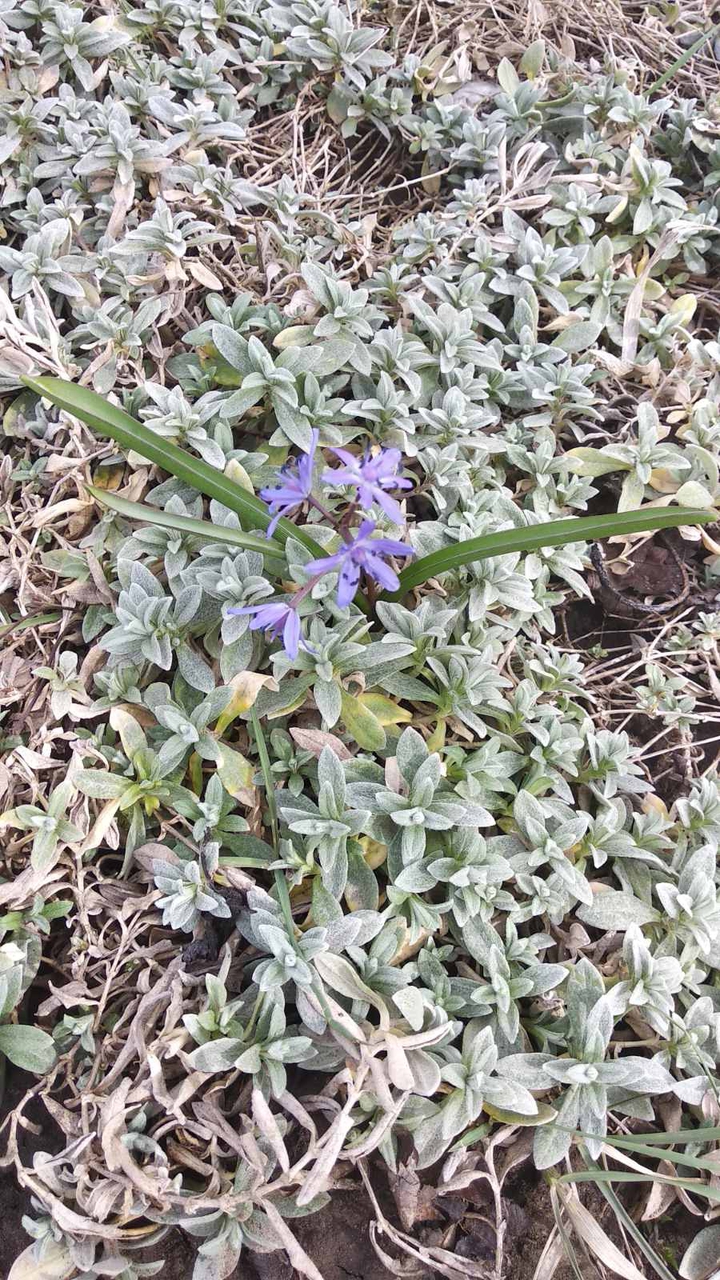 Spring is coming