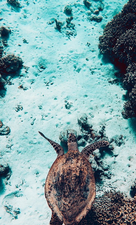 turtle's sea