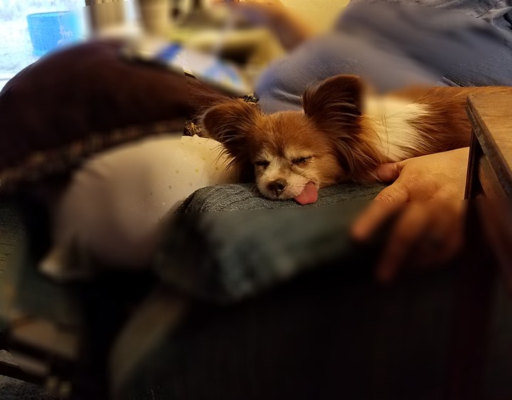 my harley