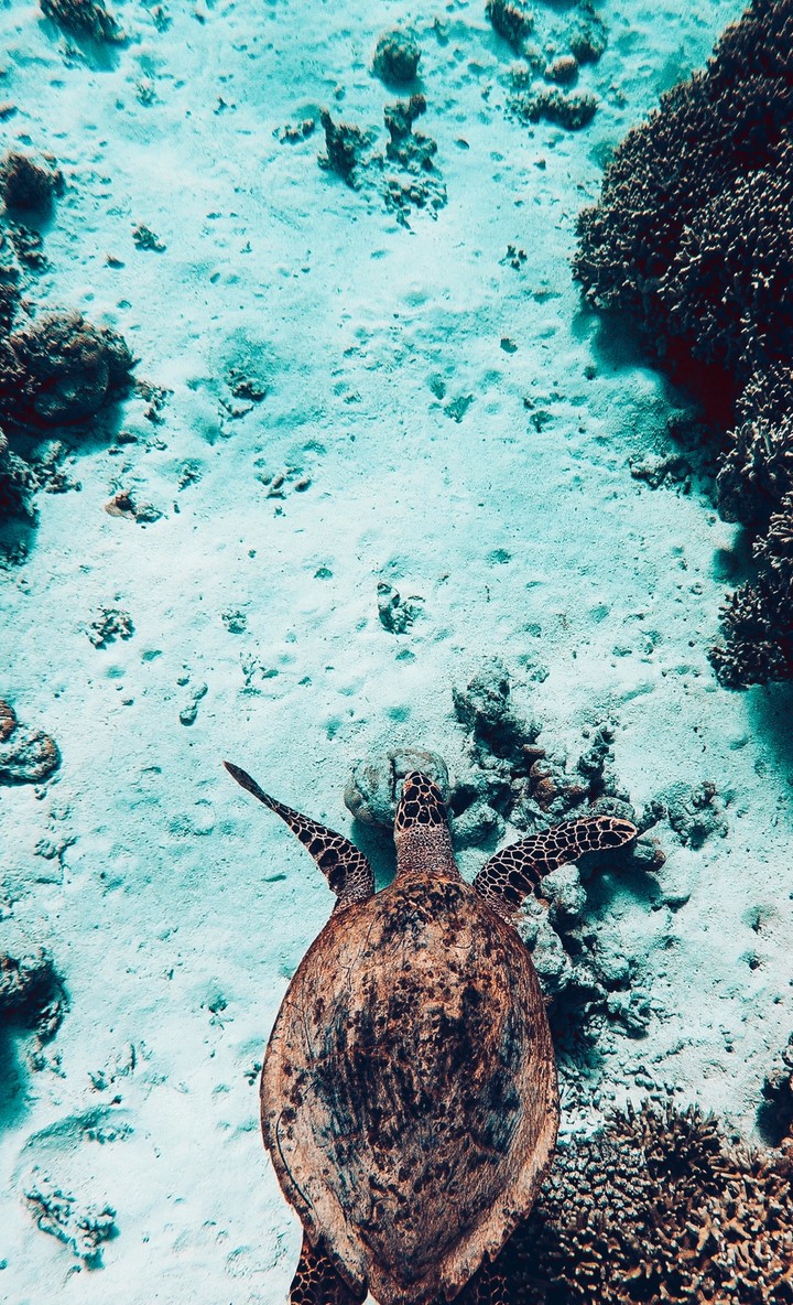 turtle's sea