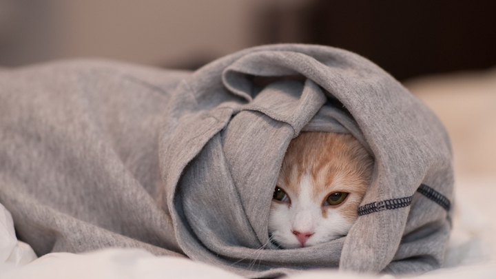 cat