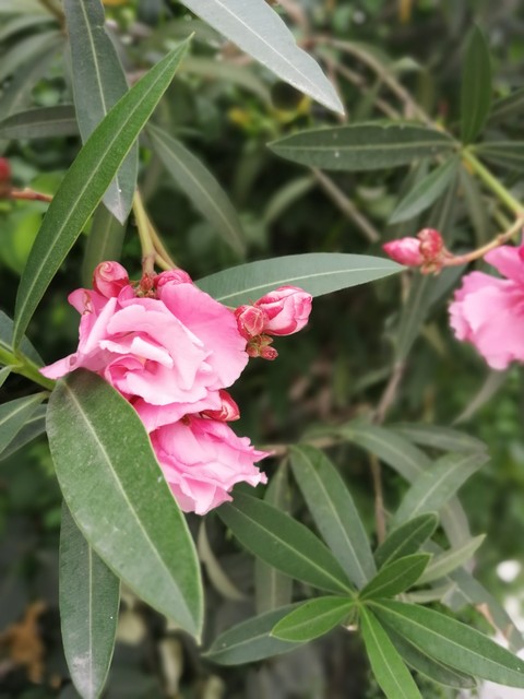 Pink flower