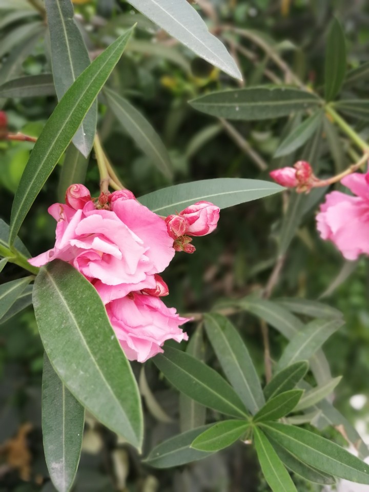 Pink flower