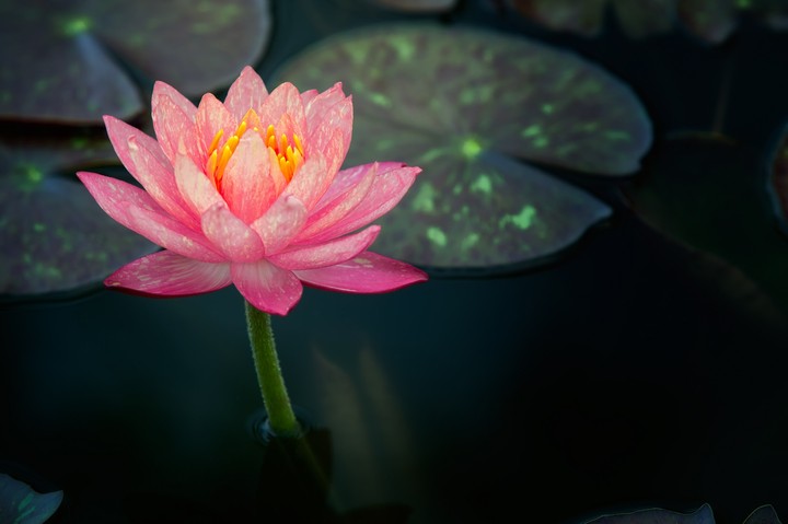 flor de lotus