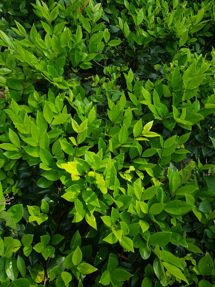 leafs