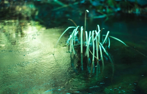 green wallpaper