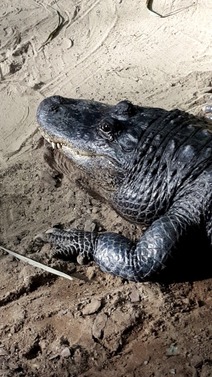 Alligator