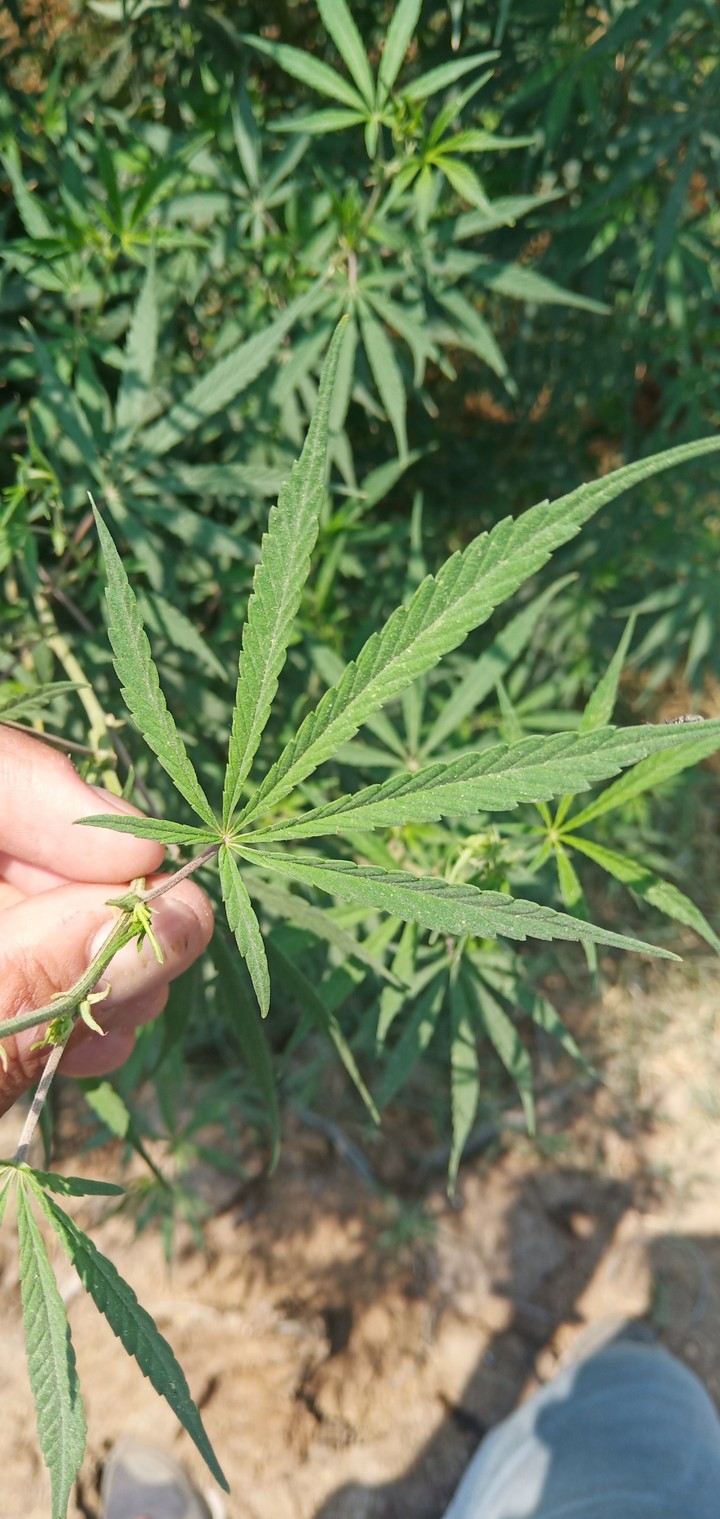 Green Leaf